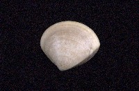 藏品(普通文蛤)的圖片